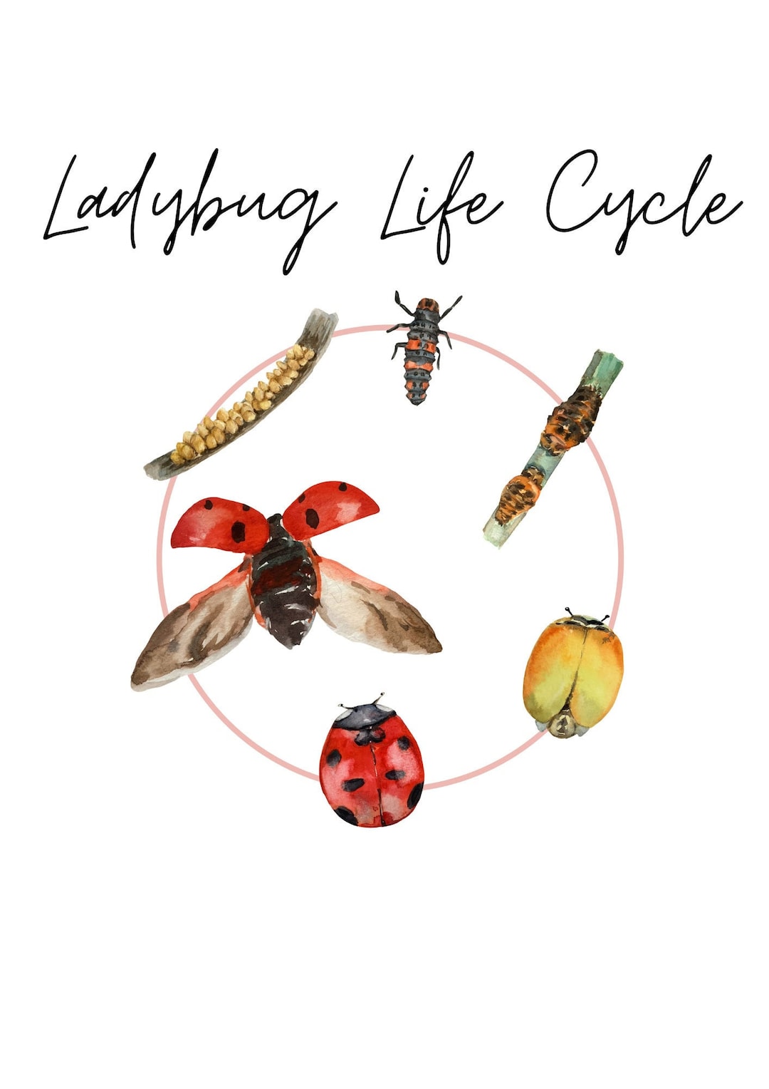 Ladybug Life Cycle Nature Print Wall Art - Etsy