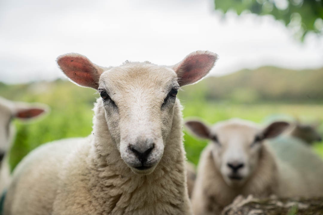 Sheep - Landscape Photo - Etsy