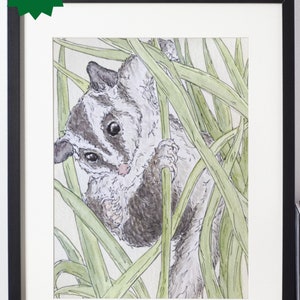 Downloadbare opossum verstopt in grasland schattige Australische dieren - downloadbare print opossum muurkunst