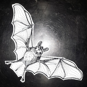Op de afbeelding: Een zwart-witte lijntekening van een vleermuis met zijn vleugels uitgespreid. De vleermuis is realistisch getekend en heeft een gedetailleerd vleugelpatroon.