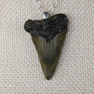 Fossilized Hastalis Shark Tooth Pendant (250808N)