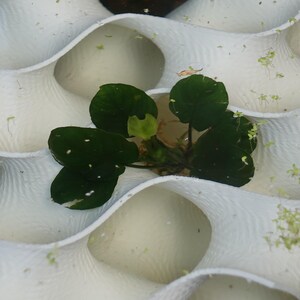 Close-up of the 8x8 gyroid aquarium cave showcasing a planted aquatic centerpiece. The flowing design provides hiding spaces for shrimp and fish while supporting plant growth, enhancing both functionality and natural aesthetics in your aquarium.