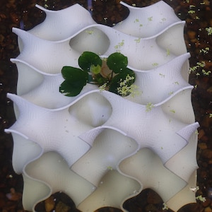 Top-down view of a 8x8 white gyroid aquarium cave submerged in water, surrounded by gravel and aquatic plants. The open, wavy design provides natural hiding spots for fish and shrimp while enhancing tank aesthetics with a modern, coral-inspired look.