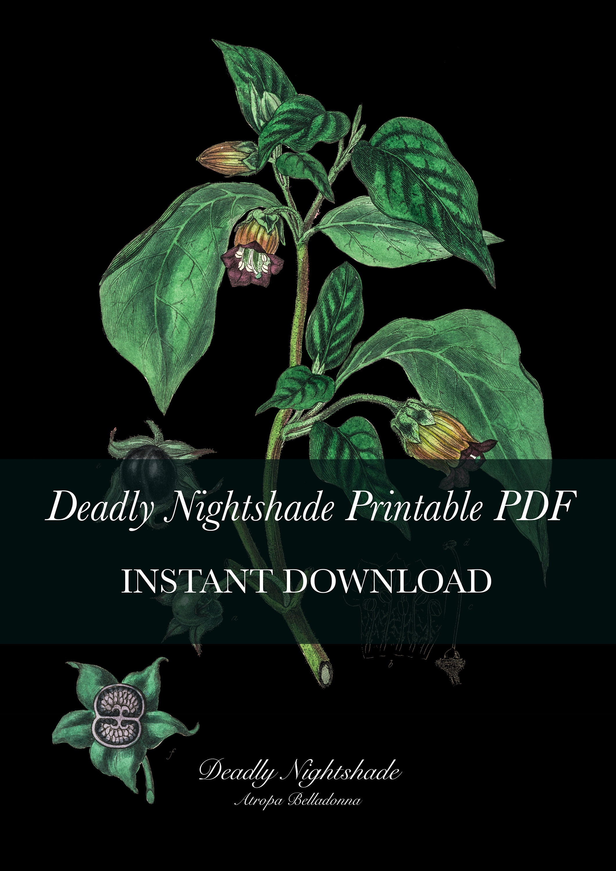 Set of 7 Poisonous Plants Botanical Art Monkshood, Henbane, Deadly
