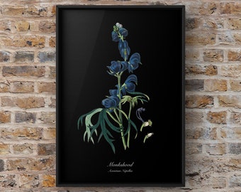 Monkshood/ Aconitum Napellus | Botanical Illustration  | Instant Download | PDF