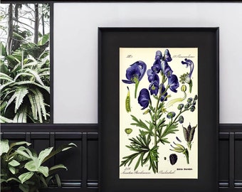 Monkshood/ Aconitum Stoerkianum | Botanical Vintage Illustration  | Instant Download | PDF