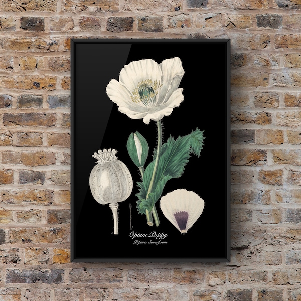 Opium Poppy/ Papaver Somniferum | Botanical Illustration  | Instant Download | PDF