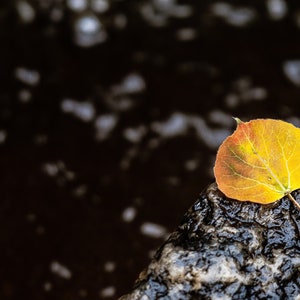 Aspen leaf in a Colorado mountain creek. Large wall art.