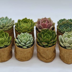 Succulent Party Favor - Baby Shower Favor - Bridal Shower Favor - Succulent Favors - Wedding Favors - 2.5&quot; Succulents
