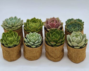 Succulent Party Favor - Baby Shower Favor - Bridal Shower Favor - Succulent Favors - Wedding Favors - 2.5" Succulents
