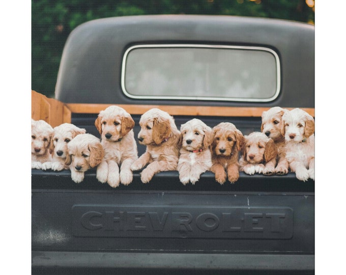 Puppies in a Truck Matte Canvas | Stretched | 1.25" | Wall Art | Home Décor | Print | Abstract Art | Living Room | Wall Hanging