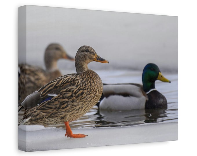 Duck Matte Canvas | Stretched | 1.25" | Wall Art | Home Décor | Print | Abstract Art | Living Room | Wall Hanging