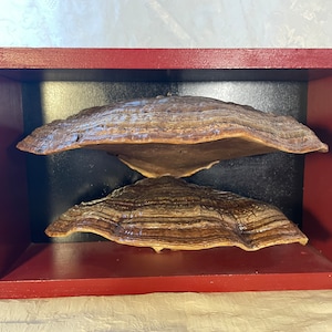 Grande Double Ceinture Rouge Polypore Champignon Mur Art Boîte en Bois - Cueilleuse, Cadeaux d’amoureux des champignons