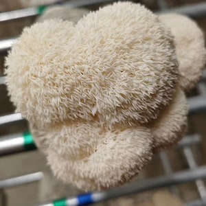 Lion's Mane Mushroom Grow Bag (H. erinaceus) - Big 10 lb kit! Already Inoculated! - Grow Your Own Mushrooms!