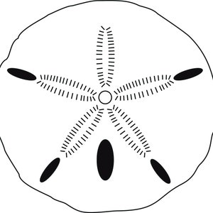 May include: A black and white line drawing of a sand dollar, a type of sea creature.