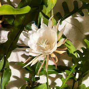 Queen of the Night - Epiphyllum Oxypetalum - Plant Cutting