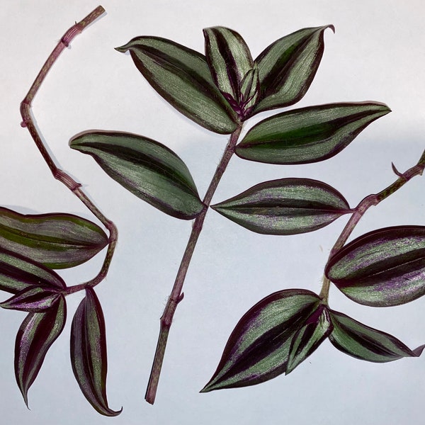 Tradescantia Zebrina - Wandering Jew/Dude - Plant Cutting - Unrooted