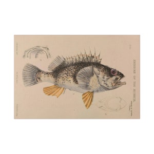 Fish Matte Canvas, Stretched, 0.75&quot;