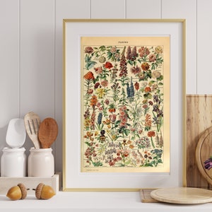 1909 – Collection of Adolphe Millot Vintage Fleurs Illustrations – Instant Digital Download