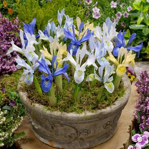 May include: A weathered stone planter overflowing with Iris flowers in shades of blue, white, and yellow. The planter is set on a wooden base, with a backdrop of various other flowering plants and foliage.