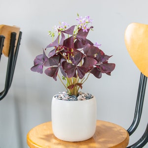 10 x Oxalis Triangularis Bulbs Purple Shamrock Spring Summer Flowering Perennial Plants Ready To Plant Now