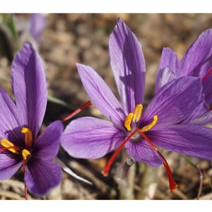 May include: Close-up of vibrant purple saffron flowers with yellow stigmas and red styles. The petals are delicate and textured, with a subtle gradient of colour. The flowers are in full bloom, showcasing their intricate details.