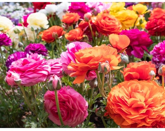 10 x Ranunculus Mix Summer Flowering Bulbs Buttercup Colourful Peony Shaped Cut Flower Garden Perennial Corms