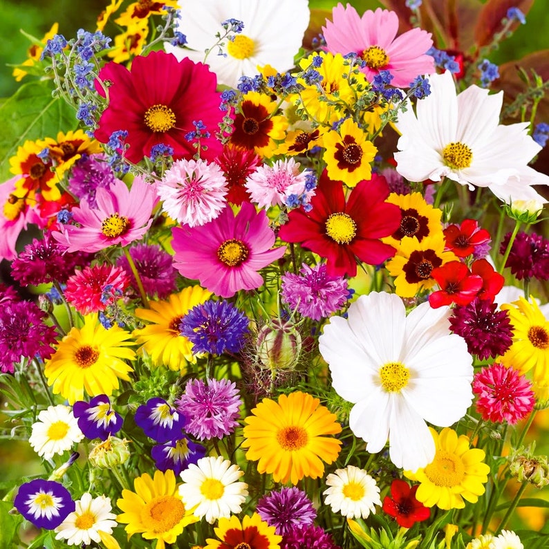 200 Mixed Wildflower Seeds for Spring Planting Varieties of Heirloom