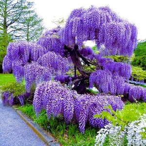 Blue Chinese Wisteria Seeds – Wisteria Sinensis – Fast Growing, Showy, Hardy Vine – Fall/Spring/Summer Interest