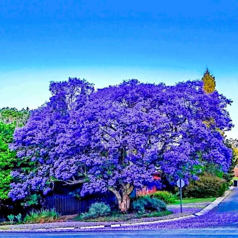 Terrific Trees With Blue Flowers Gallery