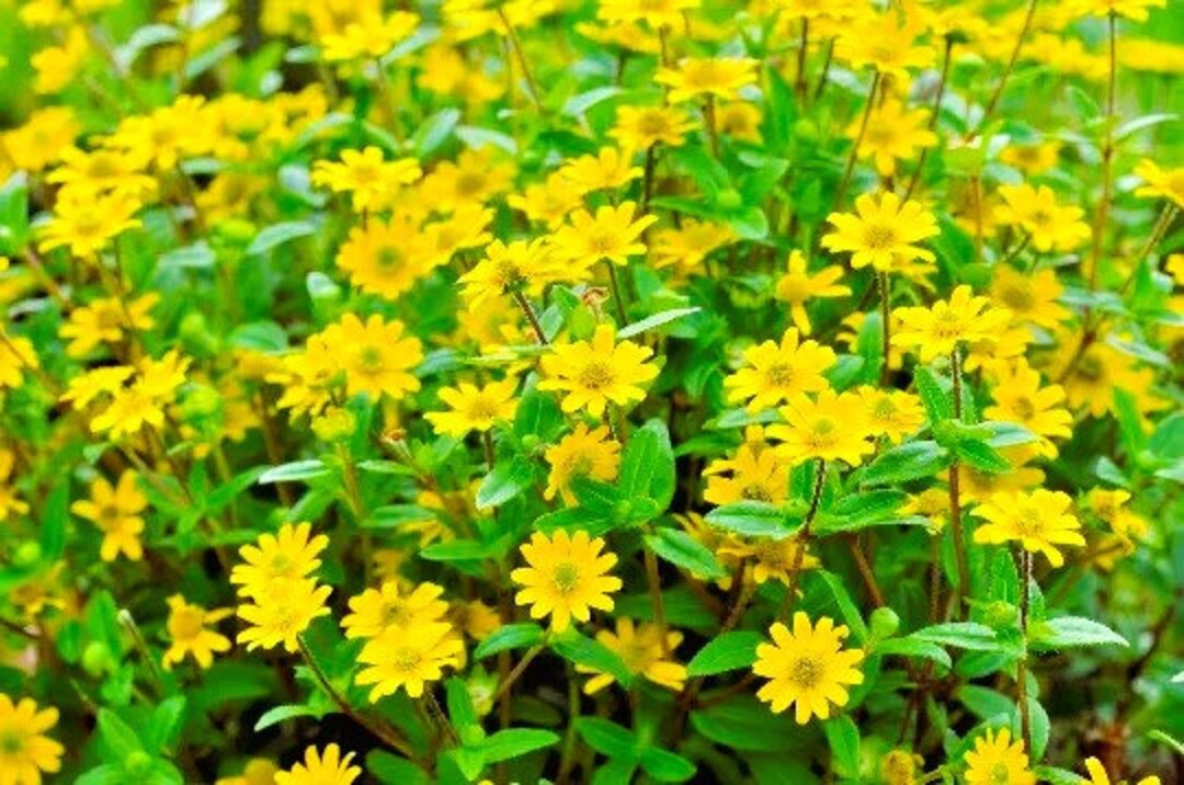 500 Creeping Zinnia Ground Cover Flower Seeds, Rock Garden Seeds, BULK