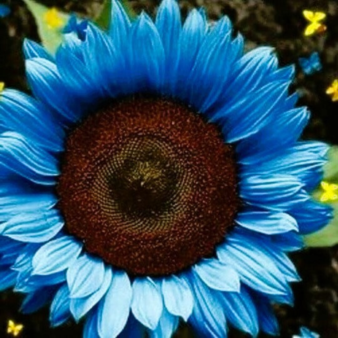 35 Blue Sunflower Seeds Plants Garden Plants Bonsai Rare Colorful - Etsy