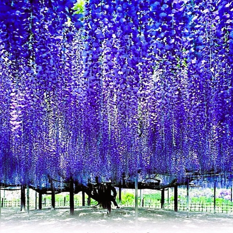Bonsai Seeds 10 Blue Chinese Wisteria Tree Seeds  Fast-Growing Flowering  Vine For Bonsai & Gardens Osta Azul Planta