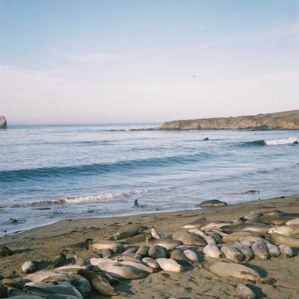 Elephant Seal Vista Point, CA