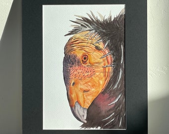 California Condor, Watercolor Print