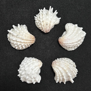 May include: Five white seashells with textured surfaces and varying shapes are arranged on a black background. The shells have a natural, organic appearance, with some showing hints of pink and beige.