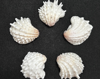 May include: Five white seashells with textured surfaces and varying shapes are arranged on a black background. The shells have a natural, organic appearance, with some showing hints of pink and beige.