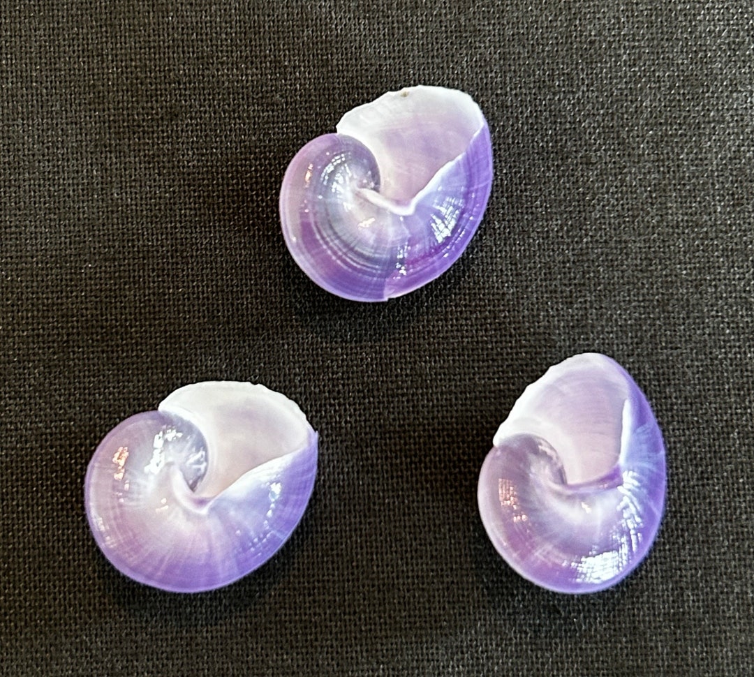 3 RARE Small PURPLE SNAIL Shells Lot2 - Etsy