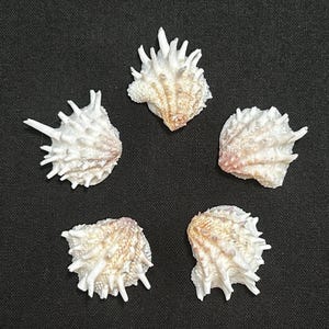 May include: Five white and tan seashells with spiky protrusions are arranged on a dark background. The shells have a textured surface and a natural, organic appearance. The shells are a light tan color with white spikes.