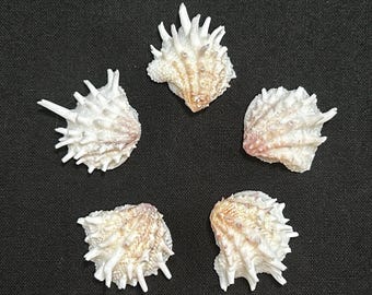 May include: Five white and tan seashells with spiky protrusions are arranged on a dark background. The shells have a textured surface and a natural, organic appearance. The shells are a light tan color with white spikes.