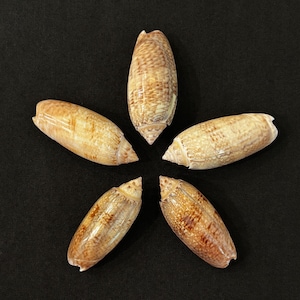May include: Five brown and white seashells arranged in a star shape on a black background.