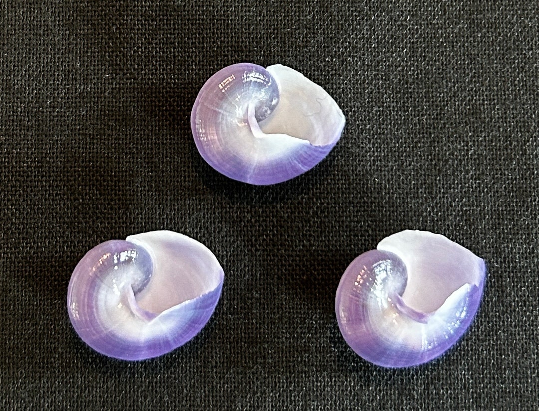 3 RARE Extra Small PURPLE SNAIL Shells Lot2 - Etsy