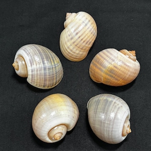 May include: Five spiral seashells in shades of tan, cream, and brown are arranged on a black background. The shells have a smooth, glossy texture with visible growth lines. Each shell has a distinct spiral shape, with the opening facing outwards.