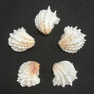 May include: Five white seashells with textured surfaces and spiky edges are arranged on a dark background. The shells have a natural, organic appearance, with hints of tan and pink coloration.