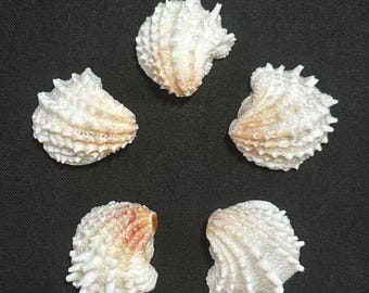 May include: Five white seashells with textured surfaces and spiky edges are arranged on a dark background. The shells have a natural, organic appearance, with hints of tan and pink coloration.