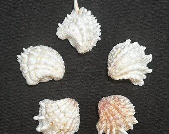 May include: Five white seashells with textured surfaces and varying shapes are arranged on a dark background. One shell has a pinkish hue. The shells have a spiky, ridged appearance, showcasing natural ocean elements.