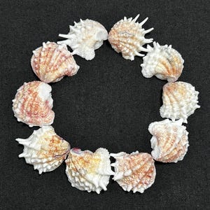 May include: A circular arrangement of seashells on a black background. The shells are a mix of white, cream, and reddish-brown, with textured surfaces and spiky edges. The shells are arranged in a circle.
