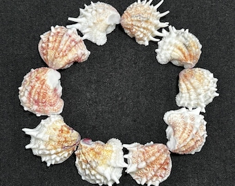 May include: A circular arrangement of seashells on a black background. The shells are a mix of white, cream, and reddish-brown, with textured surfaces and spiky edges. The shells are arranged in a circle.