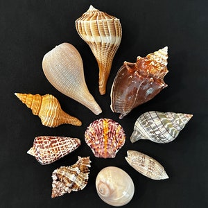 May include: A collection of ten seashells in various shapes, sizes, and colors, including brown, white, and black. The shells are arranged in a circular pattern on a black background.
