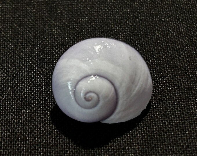 3 RARE Small PURPLE SNAIL Shells Lot#5 - Etsy